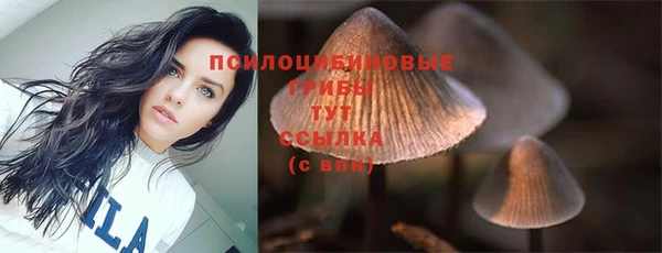 прущие грибы Алзамай